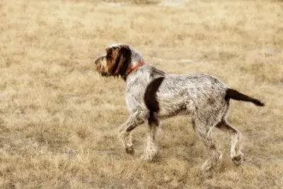 Spinone italiano