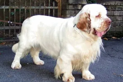 Clumber spaniel