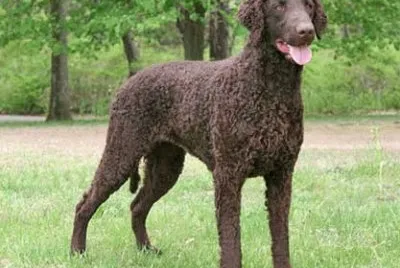 Curly coated retriever