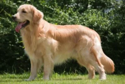 Golden retriever