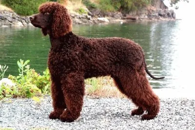 Irish water spaniel