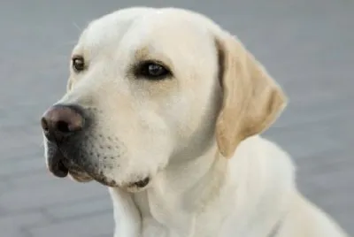 Labrador retriever