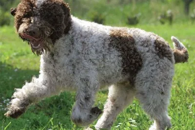 Lagotto romagnolo
