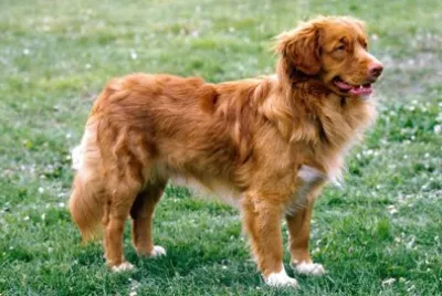 Nova scotia duck tolling retreiver