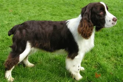 Springer spaniel inglese
