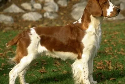 Welsh springer spaniel
