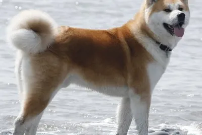 Akita