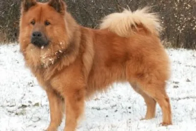 Eurasier