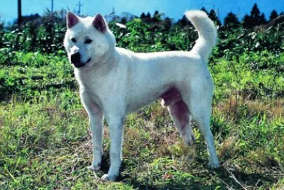 Kishu