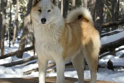 Laika della siberia occidentale