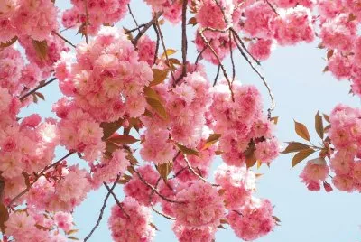 imagem jigsaw puzzle