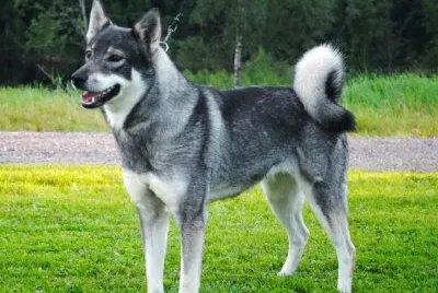 Norsk elghund grigio