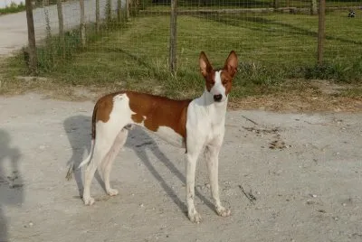 Podenco ibecenco