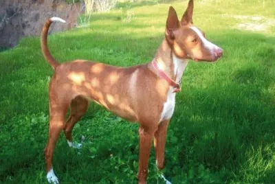 Podenco ibecenco a pelo corto