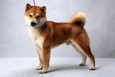 Shiba