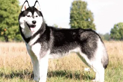 Siberian husky