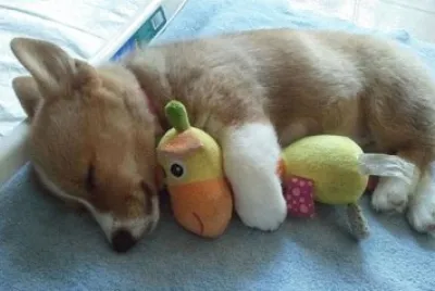 å‹•ç‰©èˆ‡çŽ©å¶
