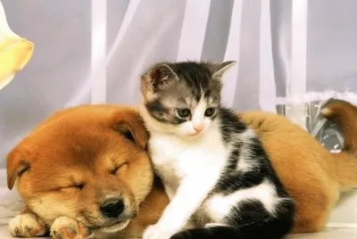 è²“ç‹—ä¸€å®¶è¦ª