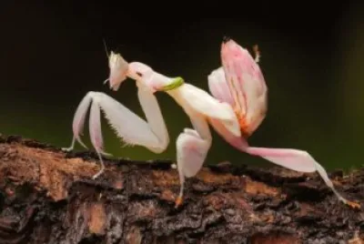 è˜­èŠ±èž³èž‚