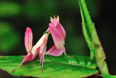 è˜­èŠ±èž³èž‚