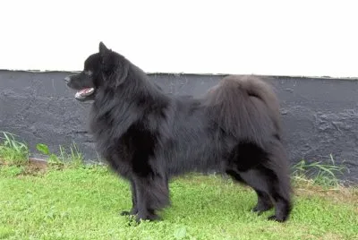 Svensk lapphund