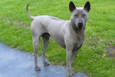 Thai ridgeback