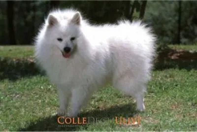 Volpino italiano bianco