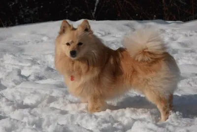 Volpino italiano rosso