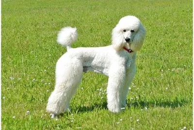 Barbone grande mole bianco