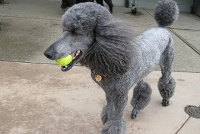 Barbone grande mole grigio