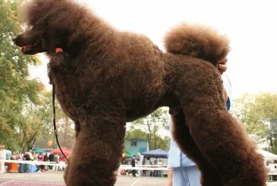 Barbone grande mole marrone