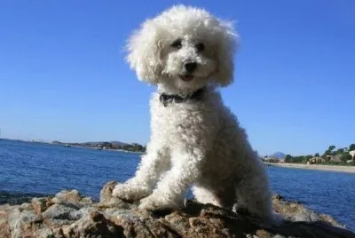 Barboncino toy bianco