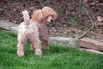 Barbone miniatura toy