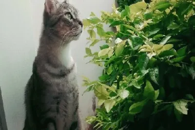 GATO ATIGRADO TAIGER