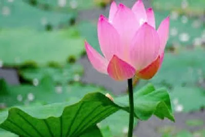 Flor jigsaw puzzle