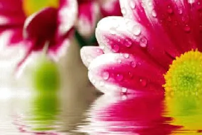 Flores jigsaw puzzle
