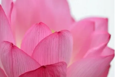 Flores jigsaw puzzle