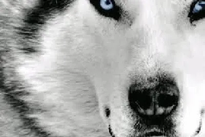 ANIMALES jigsaw puzzle