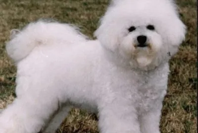 Bichon a poil frise