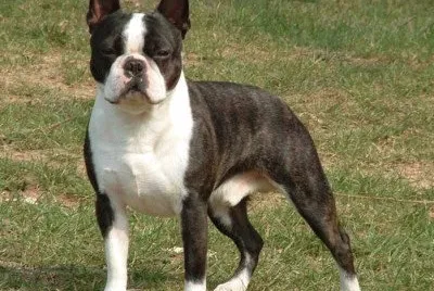Boston terrier