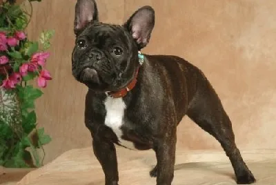 Bougledogle francais