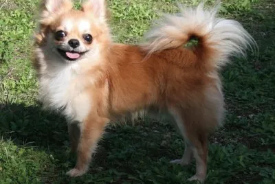 Chihuahua a pelo lungo