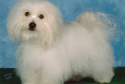 Coton de tulear