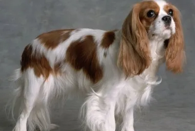 Cavalier king