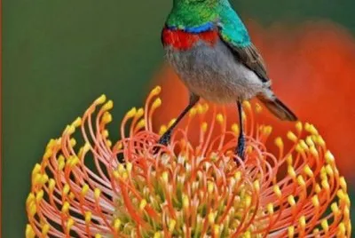 פאזל של Colored Bird