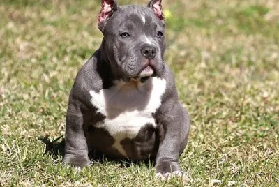 American bully
