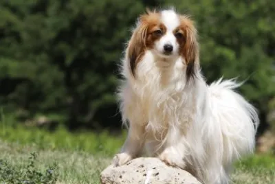 Epagneul nano continentale