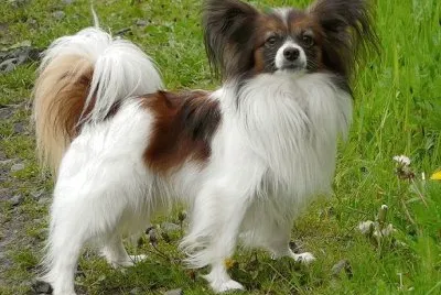 Epagnuel nano continentale papillon