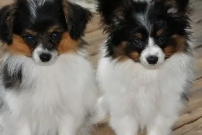 Epagneul nano continentale phalene