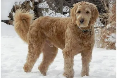 Goldendoodle